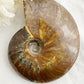 AMMONITE FOSSIL OPALISED || 31515