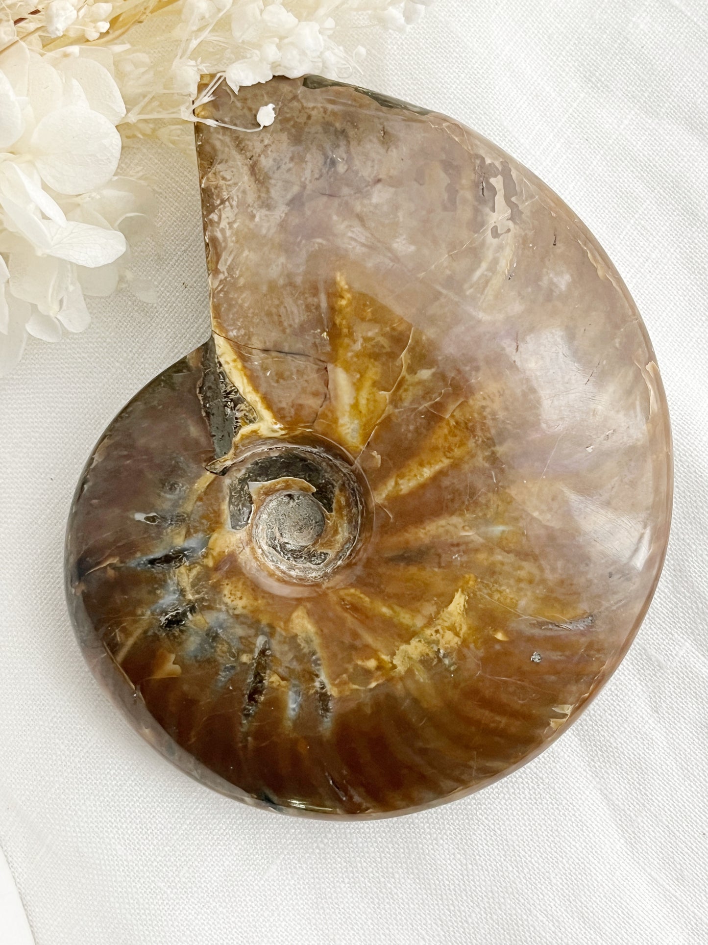 AMMONITE FOSSIL OPALISED || 31515