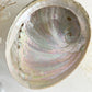 XL WHITE ABALONE SHELL AUSTRALIA PEARL RAINBOW