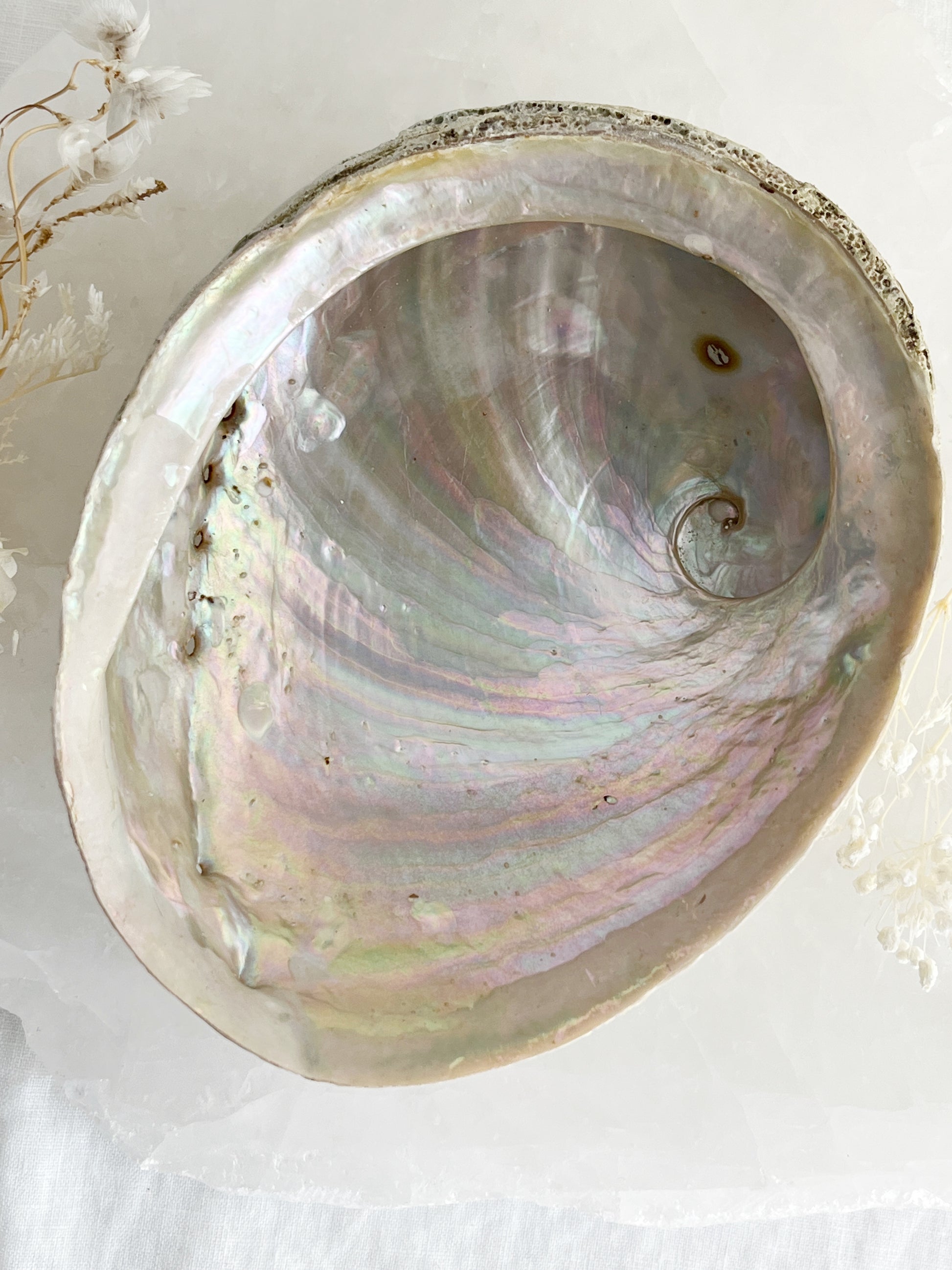 XL WHITE ABALONE SHELL AUSTRALIA PEARL RAINBOW