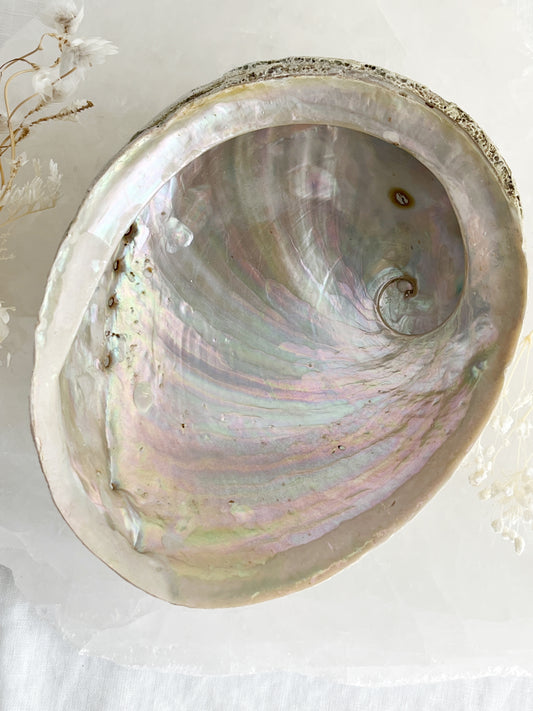 XL WHITE ABALONE SHELL AUSTRALIA PEARL RAINBOW