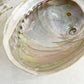 XL WHITE ABALONE SHELL || 33020
