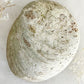 XL WHITE ABALONE SHELL || 33020