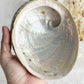 XL WHITE ABALONE SHELL || 33020