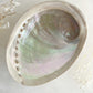 XL WHITE ABALONE SHELL AUSTRALIA PEARL RAINBOW