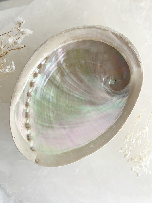 XL WHITE ABALONE SHELL AUSTRALIA PEARL RAINBOW