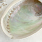 XL WHITE ABALONE SHELL || 33021