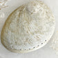 XL WHITE ABALONE SHELL || 33021