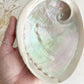 XL WHITE ABALONE SHELL || 33021