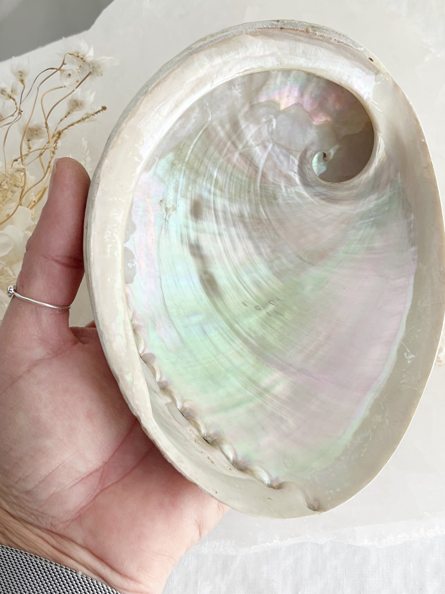 XL WHITE ABALONE SHELL || 33021