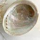 XL WHITE ABALONE SHELL AUSTRALIA