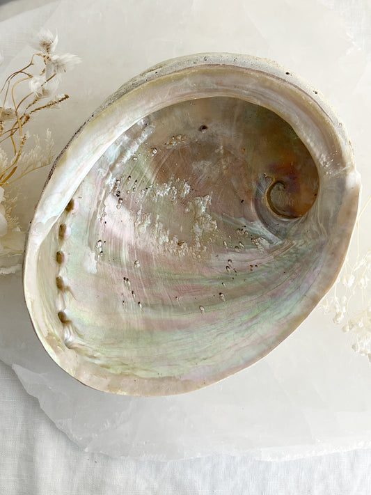 XL WHITE ABALONE SHELL AUSTRALIA