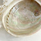 XL WHITE ABALONE SHELL || 33022