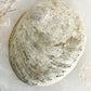 XL WHITE ABALONE SHELL || 33022