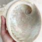 XL WHITE ABALONE SHELL AUSTRALIA