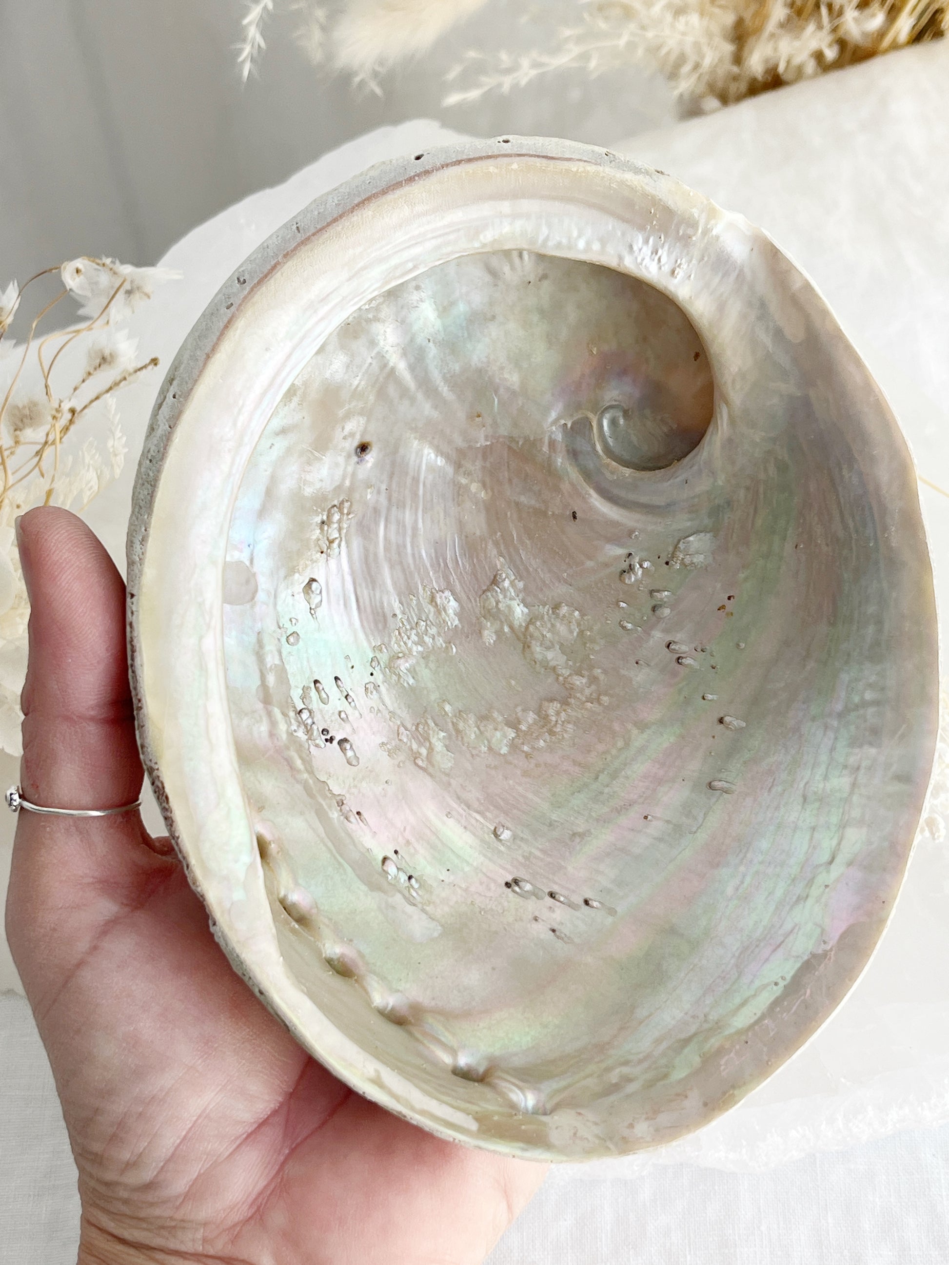 XL WHITE ABALONE SHELL AUSTRALIA