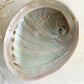 XL WHITE ABALONE SHELL AUSTRALIA