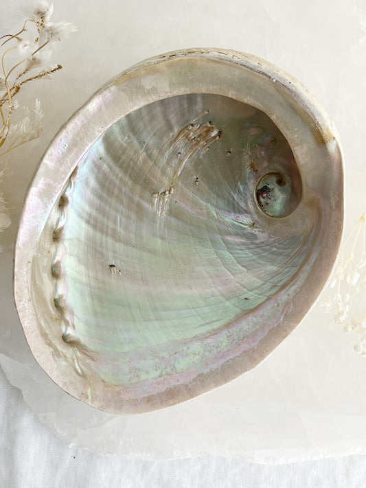 XL WHITE ABALONE SHELL AUSTRALIA
