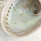 XL WHITE ABALONE SHELL || 33023