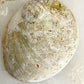 XL WHITE ABALONE SHELL || 33023