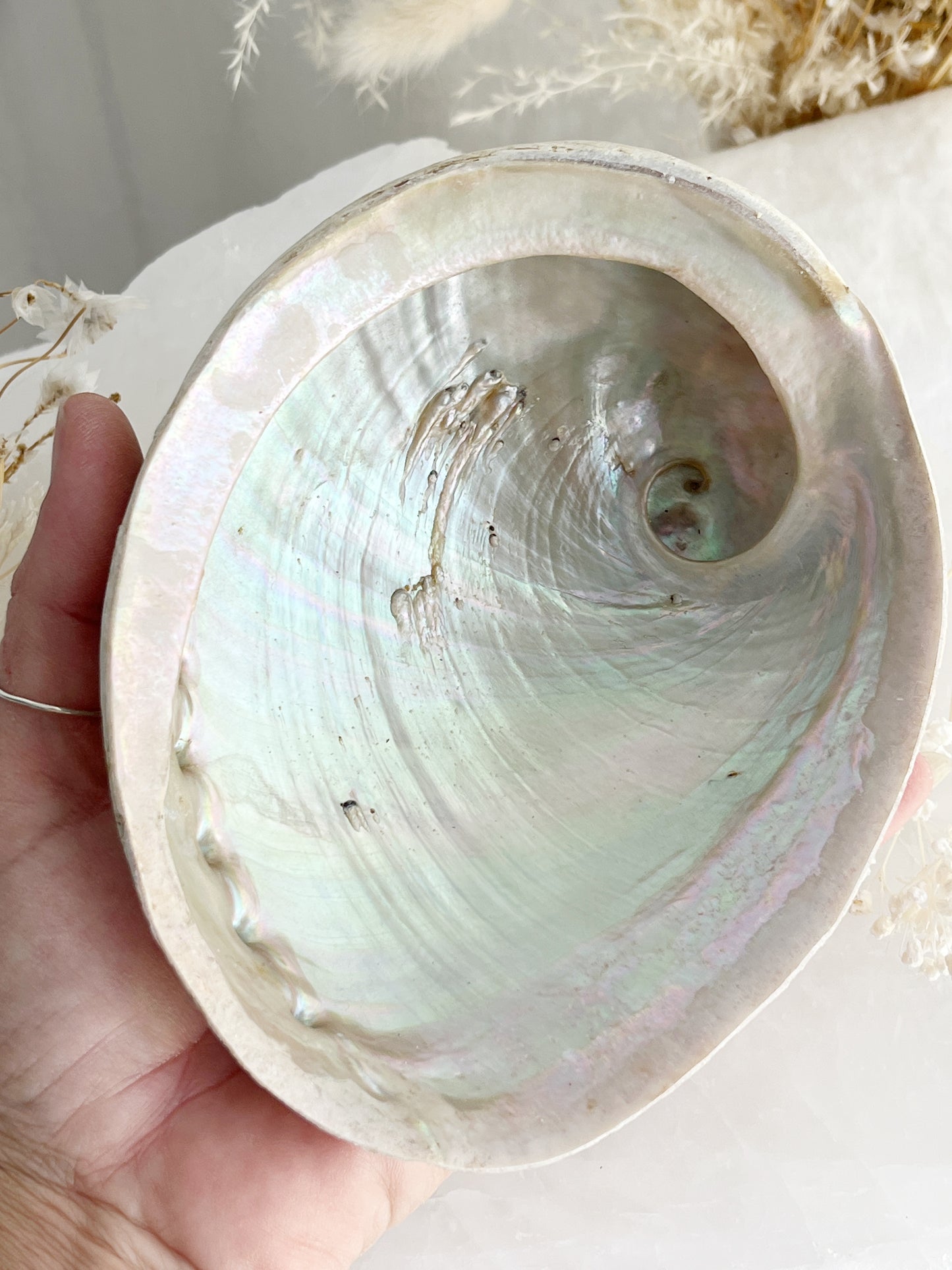 XL WHITE ABALONE SHELL || 33023
