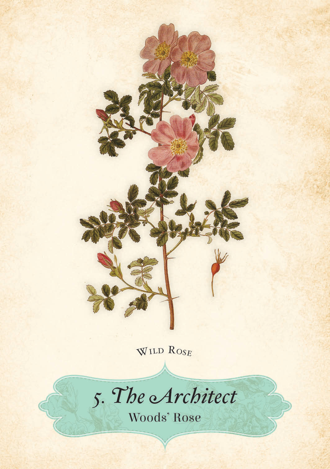 ORACLE OF THE ROSES || CHERALYN DARCEY