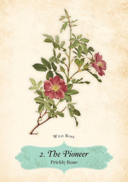 ORACLE OF THE ROSES || CHERALYN DARCEY