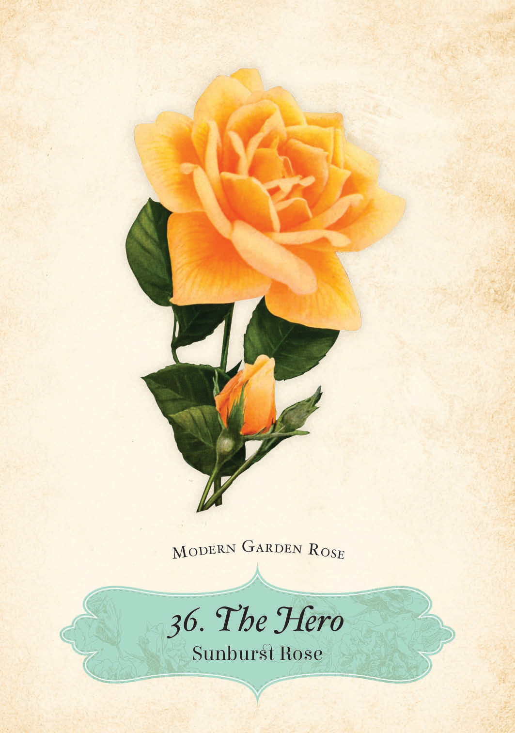 ORACLE OF THE ROSES || CHERALYN DARCEY